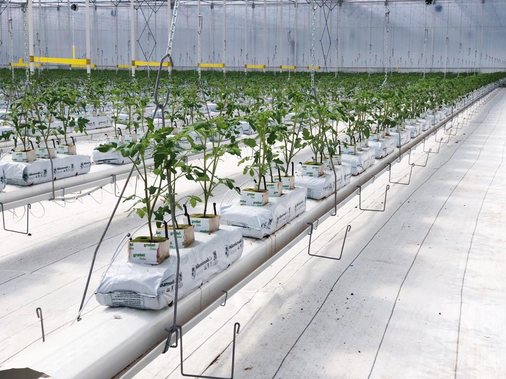 sevaga autonomous growing Mexico